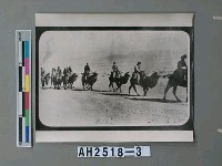 藏品(青海駝群)的圖片